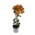 Bouganvillea piramide Giallo in vaso 18 cm 25 25664926