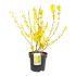 Forsizia in vaso 16/18 cm 25 5035650