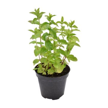 Rosmarino Officinalis Prostrato in vaso 20 cm 23 Menta Piperita
