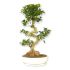 Bonsai Ficus Ginseng a S in ciotola 25 cm 25 2680278