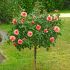 Rosa brevettata Christophe Colomb ® Meilland ad alberello in vaso 24 cm 29 4047619