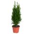 Cipresso Elwoody in vaso 17 cm 26 9978393