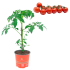 Pomodoro Ciliegino rampicante Pachino innestato in vaso 14 cm 23 3549045