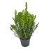 Mirto Communis Pumila in vaso 18 cm 29 18674042