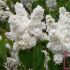Lilla' bianco Profumato Syringa Vulgaris Madame Lemoine in vaso 18 cm 28 30747816