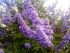 Vitex Agnus-Castus in vaso 18 cm 27 30346400