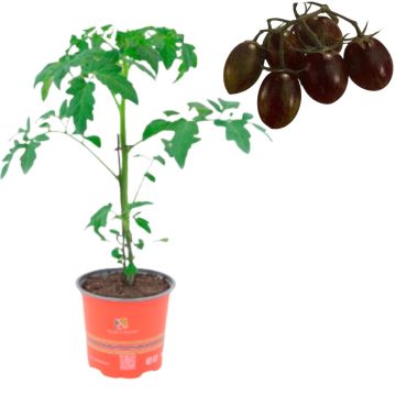 Fragola rifiorente Sapore Antico in vaso 17 cm 15 Pomodoro Piccadilly nero