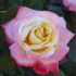 Rosa Laetita Casta ® Meilland a cespuglio in vaso 19 cm 26 4040994