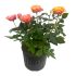 Roselline Intense Arancio Forte in vaso 16/18 cm 24 2928190