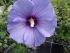 Hibiscus di Montagna ULTRAMARINE vaso 18 cm 27 33931472