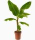 Banano di Montagna MUSA BASJOO in vaso 18 cm 29 33936087