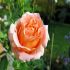Rosa Polka® Rampicante Meilland in vaso 20 cm 26 3310703
