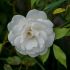 Rosa Paesagistica Neve dell'Etna in vaso 18 cm 23 11952000
