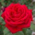 Rosa Brevettata Botero® Meilland a cespuglio in vaso 19 cm 25 3345619