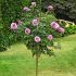 Rosa Charles De Gaulle® Meilland ad alberello in vaso 24 cm 31 2839252