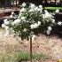 Rosa White Meilove ® ad alberello Meilland in vaso 24 cm 28 4047603