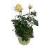 Roselline Intense Giallo Tenue in vaso 16/18 cm 24 2928156 01162043