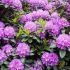 Rhododendro Marcel Menaro Viola in vaso 22 cm 22 5471129 064b6c35