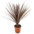 Cordyline Australis Atropurpurea in vaso 18 cm 27 18676657 0a3abc33