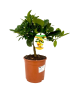 Calamondino Alberetto in vaso 18 cm 33 28652029 0fd8a2d2