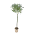 Eucalipto Gunnii ad alberello mini fusto in vaso 20 cm 30 22183345 104ab120