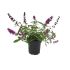 Buddleja Blu Albero delle Farfalle in vaso 16/18 cm 27 2712613 1ab4a6ed