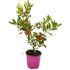 Ilex verde spinoso in vaso 18 cm 31 3364535 2d7fe618