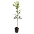 Carrubo h 170 in vaso 18 cm 30 29707770 2e1e6684