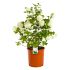 Viburnum Opulus Roseum in vaso 16/18 cm 27 3364768 401aef76