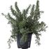 Rosmarino Officinalis Prostrato in vaso 16 cm 35 2680309 490ad7ca