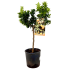 Chinotto alberetto in vaso 18 cm 34 28654401 4f55510a