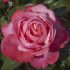 Rosa Drakkar® Meilland a cespuglio in vaso 19 cm 29 18699938 5e22275b