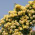 Rosa Rimosa ® Meilland rampicante in vaso 20 cm 32 4045399 2 63855267