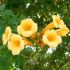 Bignonia Radicans Flava gialla in vaso 16/18 cm 27 18688947 6683cfc1