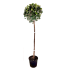 Metrosideros alberello in vaso 24 cm 31 24735282 6b337031