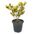 Ilex variegato spinoso in vaso 18 cm 31 12214574 6d358d75
