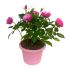 Roselline Intense Rosa Forte in vaso 16/18 cm 24 2928158 72b6d050