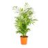 Chamaedorea Elegans in vaso 17 cm 26 2702888 77cec048