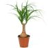 Beaucarnea Recurvata in vaso 17 cm 29 2680289 7a672f86