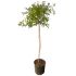 Solanum Rantonetti blu ad alberello in vaso 18 cm 31 9428729 7ccc2129