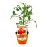 Pomodoro Cuore di Bue innestato in vaso 14 cm 25 13078042 8cc64067