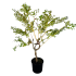 Eucalipto Gunnii ad alberello mini fusto in vaso 16 cm 33 22188443 8e6cde8f