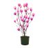 Magnolia Soulangeana viola in vaso 20 cm 27 3364555 914f0d12