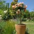 Rosa Peach Drift ® Meilland ad alberello in vaso 24 cm 28 18715999 a8cd35b5