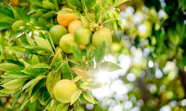 Coltivare le piante di agrumi: I 6 consigli per un giardino profumato