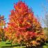 Liquidambar in vaso 33 cm 27 4819355 c30df836