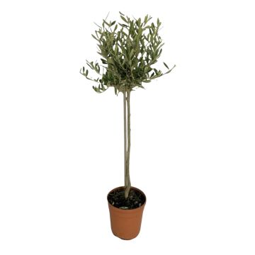 Olivo Bonsai