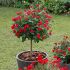 Rosa Zepeti® Meilland ad alberello in vaso 20 cm 32 2839290 d8266544