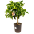 Arancio Fragola in vaso 20 cm 33 28638006 d8051965