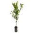 Mandarino Satsuma in vaso 18 cm 33 24037878 e43084c6